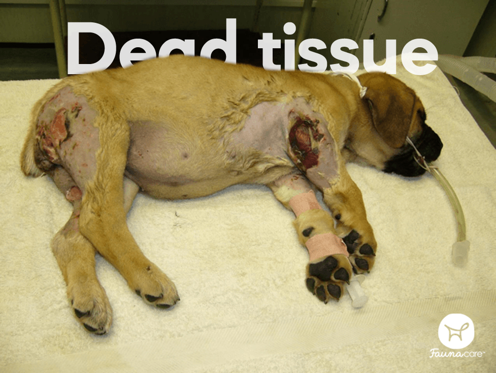 the-four-stages-of-dog-wound-healing-fauna-care
